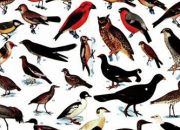 Quiz Les oiseaux de fiction