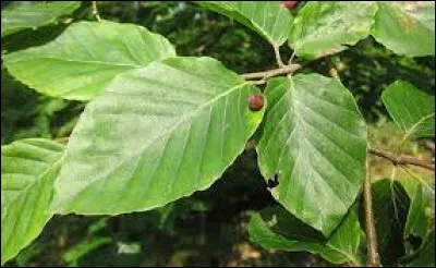 &Agrave; quel arbre ses feuilles appartiennent-elles ?
