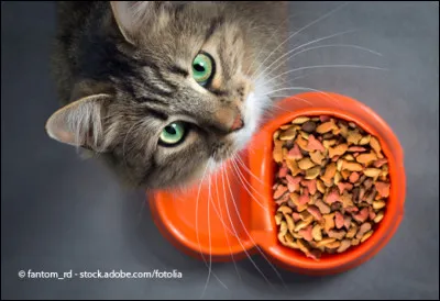 Si tu étais un animal et qu'un humain te donnait à manger, tu aimerais qu'il te donne...