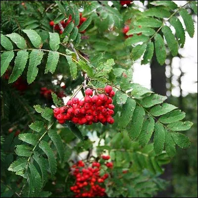 Quelle plante, à laquelle on prête des pouvoirs magiques dans les différentes mythologies dEurope du Nord-Ouest, est appelée alisier quand elle a des feuilles simples ?