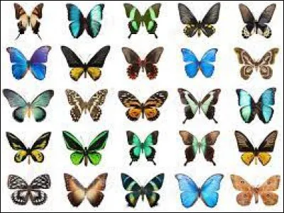 Comment appelle-t-on un collectionneur de papillon ?