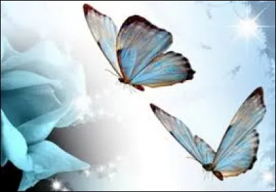 Quelle île est surnommé « île papillon » ?