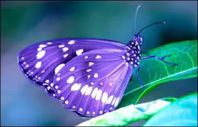 Quel animal le géant papillon français est-il ?