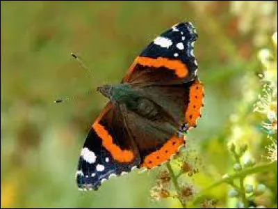 Quel dieu romain du feu donne son nom à un espèce de papillon ?