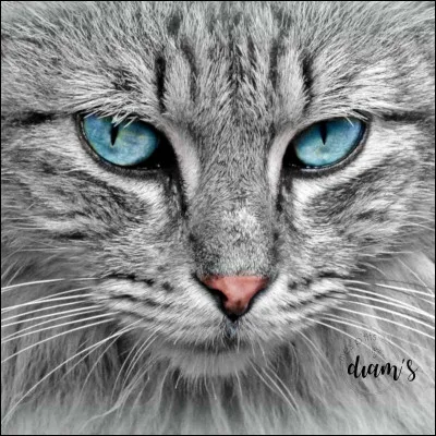 Qui est le père d'Étoile Grise ?