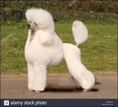 Quelle est la race de ce chien ?