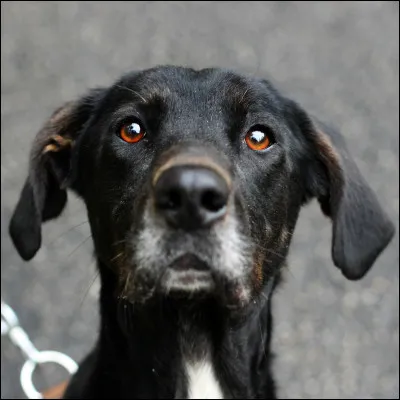 Quel est l'ancêtre du chien ?