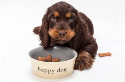 Quel est le régime alimentaire du chien ?