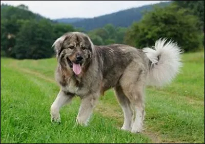 Cochez la case qui indique la race de ce chien.