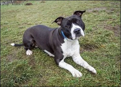 Cochez la case qui indique la race de ce chien.