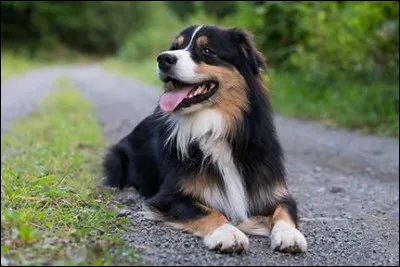 Cochez la case qui indique la race de ce chien.