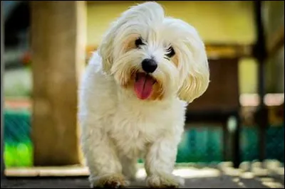 Cochez la case qui indique la race de ce chien.