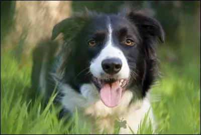 Cochez la case qui indique la race de ce chien.