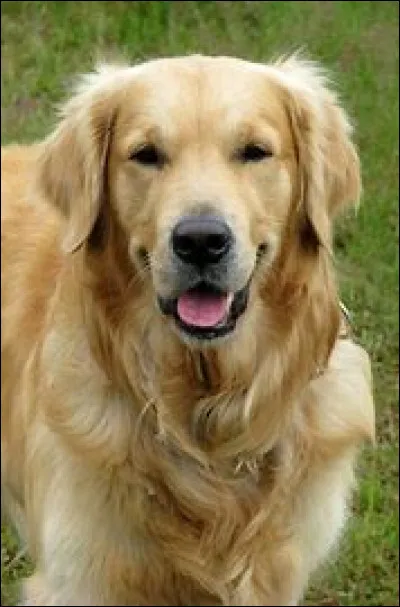 Cochez la case qui indique la race de ce chien.