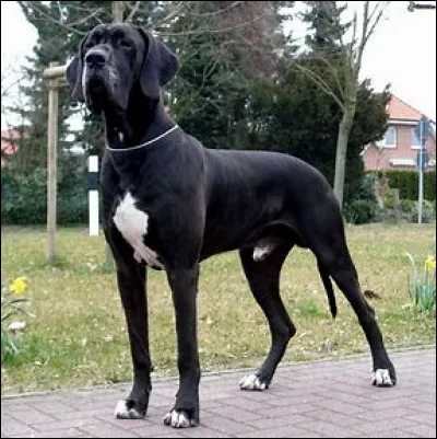 Cochez la case qui indique la race de ce chien.