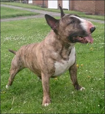 Cochez la case qui indique la race de ce chien.