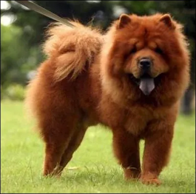 Cochez la case qui indique la race de ce chien.