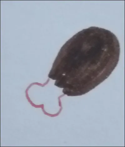 Si vous &eacute;tiez un dragon, que mangeriez-vous ?