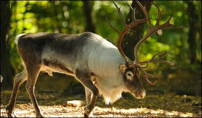 Quel est cet animal des régions froides, un grand cervidé au pelage brun ou gris qui tire le traîneau du père Noël ?