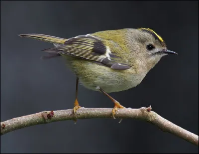 Quel est cet oiseau, le plus petit d'Europe avec une taille de sept centimètres et un poids de quatre à sept grammes ?