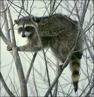 Quel est ce mammifère omnivore à longue queue qui a pour habitude de tremper ses aliments dans l'eau avant de les manger; il est chassé pour sa fourrure ?