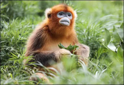 Quel est ce singe asiatique avec un appendice nasal réduit, de grandes narines, une fourrure épaisse, une queue très longue ?
