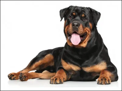 Quel est ce chien molosse, solide, musclé, endurant, considéré en France par la loi comme dangereux ?