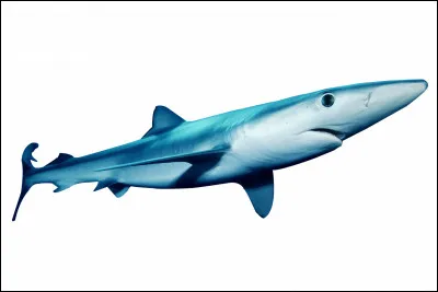 Quel est ce requin effilé présent dans tous les océans et mers du monde dont la taille est en moyenne de quatre mètres ?