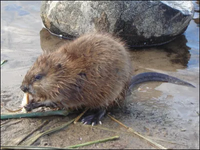 Quel est ce rongeur amphibie avec une grosse tête, des incisives pointues et de fortes pattes arrière, vivant dans les zones humides ?