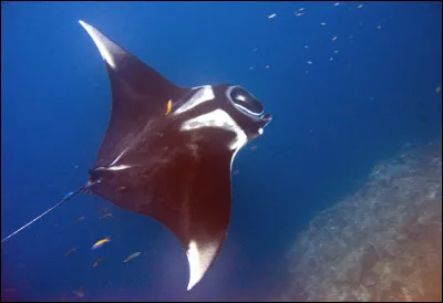 Quelle est cette raie, la plus grande du monde avec sept mètres d'envergure et deux tonnes, surnommée le "diable des mers" ?