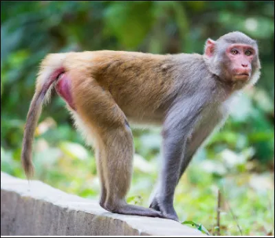 Quel est ce singe des zones arides à la sexualité débordante, facile à élever, animal de laboratoire, très utilisé pour des recherches médicales et biologiques ?
