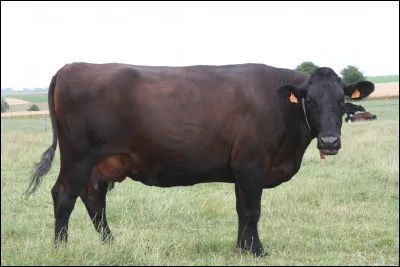 Quelle est cette vache laitière, une des plus anciennes races du nord de la France avec une la robe acajou ?