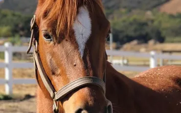 Quiz Galop 2