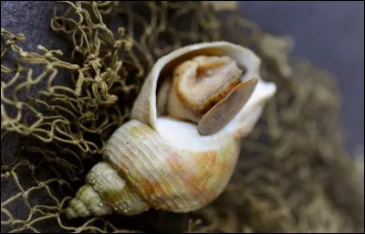 Dans quel film de Barbet Schroeder, peut-on voir Glenn Close, Jeremy Irons et Ron Silver ?