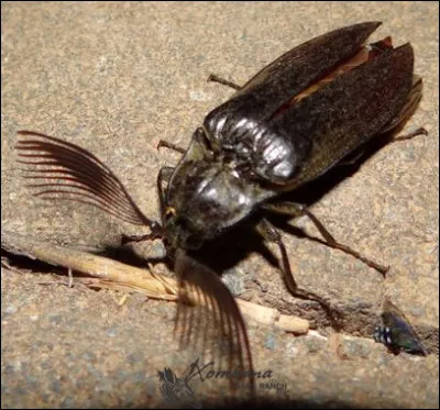 Et en 1972, qui est fou pour Bert Ira Gordon ?