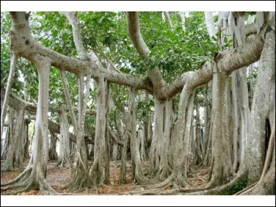 Membre d'une secte brahmanique ou figuier d'Inde !