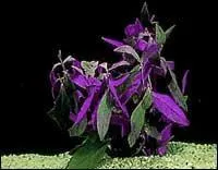 Quel est le nom de cette plante ?