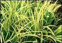 Quel est le nom de cette plante ?