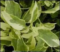 Quel est le nom de cette plante ?