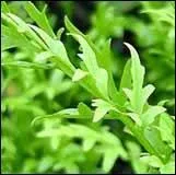 Quel est le nom de cette plante ?