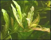 Quel est le nom de cette plante ?