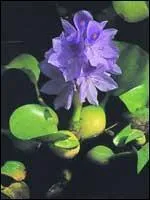 Quel est le nom de cette plante ?