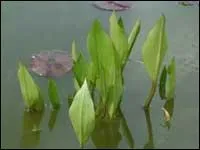 Quel est le nom de cette plante ?