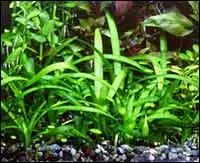 Quel est le nom de cette plante ?