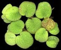 Quel est le nom de cette plante ?