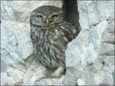 Quel animal est ton favori ?