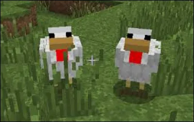 Est-ce que les poussins existent ?