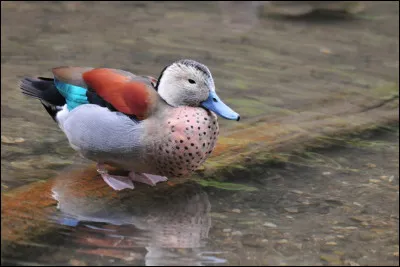 Observez une partie de son corps et vous aurez sans doute la bonne réponse. c'est un :