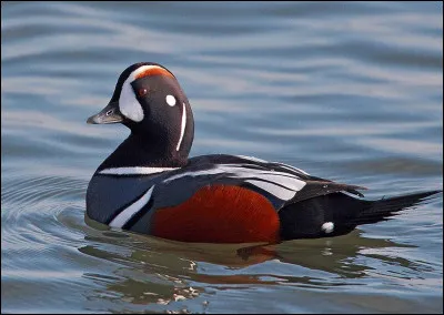 Visiblement, la mode est au bariolé chez les anatidés. Comment se nomme ce palmipède à la pointe du swag ?