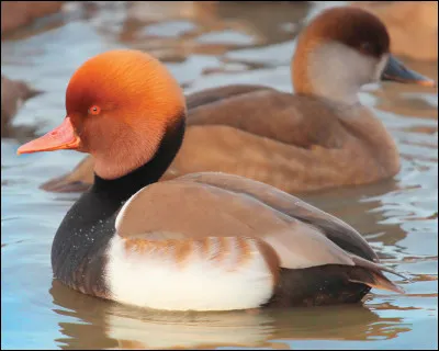 Si j'en croise un, je lui demanderai en premier lieu chez qui il a trouvé une si belle teinture. Ce canard a du style, mais saurez-vous trouver son nom ?